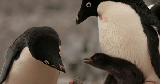 Тысячы малых пінгвінаў памерлі у Антарктыдзе ад голаду
