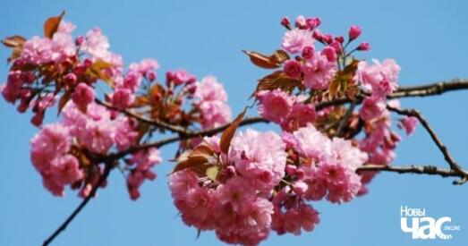 У Японіі ў гэтым годзе сакура заквітнела на тыдзень раней, у Закарпацці яна зацвіце прыкладна праз месяц (фота)