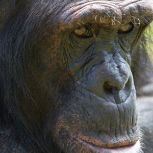 Амерыканскі суд упершыню прызнаў за шымпанзэ правы чалавека
