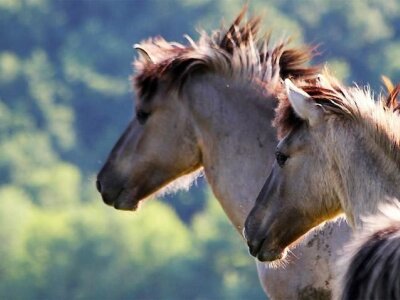 У Налібоцкай пушчы выпусцяць 50 галандскіх дзікіх коней