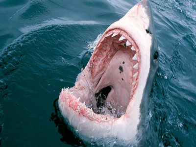 Улады Егіпту закрылі для купання ўзбярэжжа Чырвонага мора з-за пагрозы акул