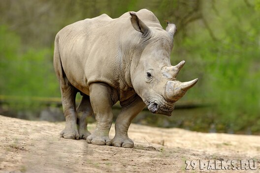 002_blog_pavla_aksenova_belyy_nosorog__lat_ceratotherium_simum__foto_ondrejprosicky___depositphotos.jpg 002_blog_pavla_aksenova_belyy_nosorog__lat_ceratotherium_simum__foto_ondrejprosicky___depositphotos.jpg