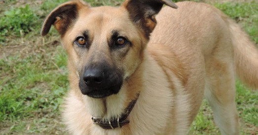 Карамелька — акіян пазітыву і радасці