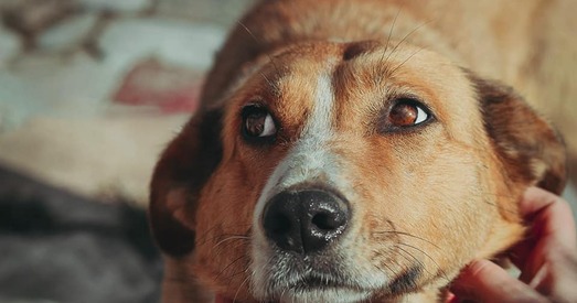 Джына — народжаная на вуліцы, прызначана для дома