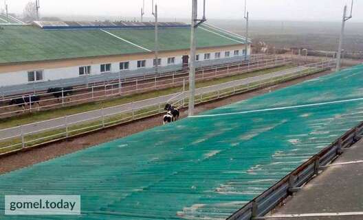 106_korovnik_1.jpg 106_korovnik_1.jpg