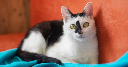 Дайце Амуру шанец на сям'ю!