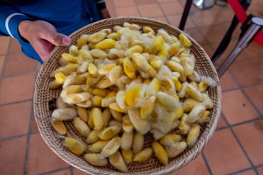 Коканы шаўкапрада. Ілюстрацыйная выява, фота wikimedia.org Коканы шаўкапрада. Ілюстрацыйная выява, фота wikimedia.org