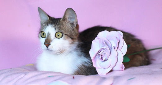 Зефірка — салодкая і ўтульная котачка