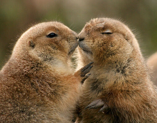 vsezhivoe.ru vsezhivoe.ru