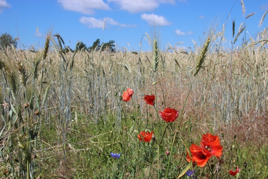 в. Краснаазёрнае, фота Аляўціны Копаць в. Краснаазёрнае, фота Аляўціны Копаць