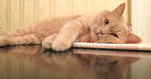 Музей Франка ў Львове адкрыў вакансію «музейнага ката»