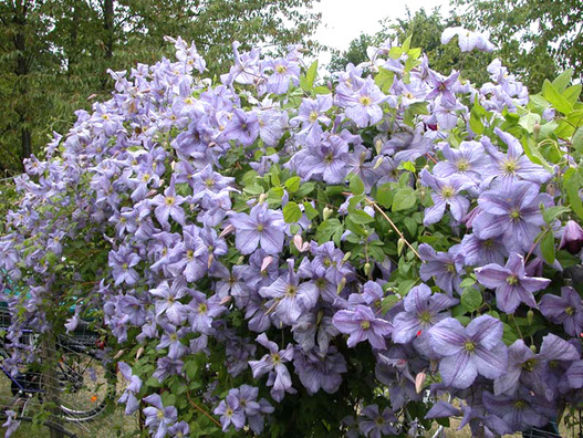 Clematis viticella Emilia Plater Clematis viticella Emilia Plater