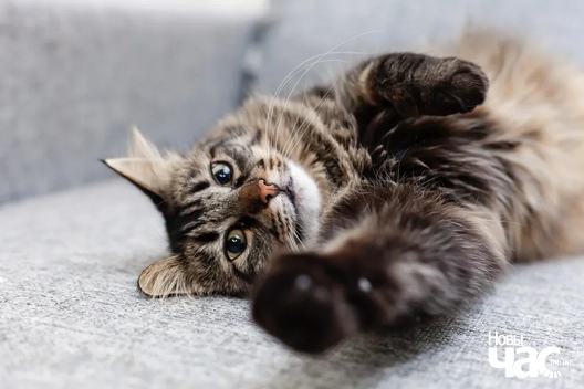 1_274_logo.jpg 1_274_logo.jpg