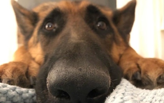 Фота: Instagram / topi_the_dog Фота: Instagram / topi_the_dog