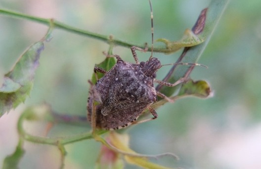 Фота vniisubtrop.ru Фота vniisubtrop.ru