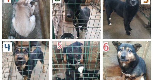 Выратуйце сабак ад эўтаназіі!