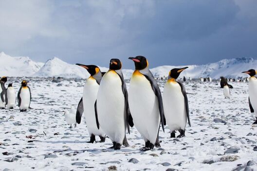 3_pinhviny_antarktida_pingvin_flickr_antarctica_bound__1.jpg 3_pinhviny_antarktida_pingvin_flickr_antarctica_bound__1.jpg