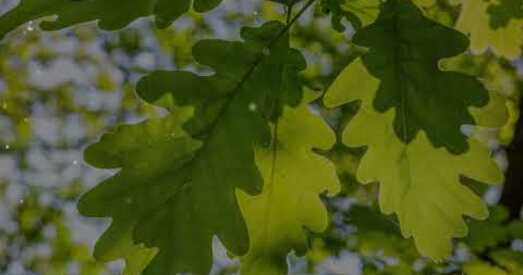 Медытацыя па-беларуску. Явар