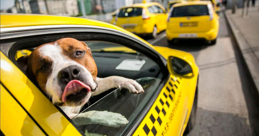 У Мінску пачало працаваць dog-friendly таксі з гамакамі для сабак