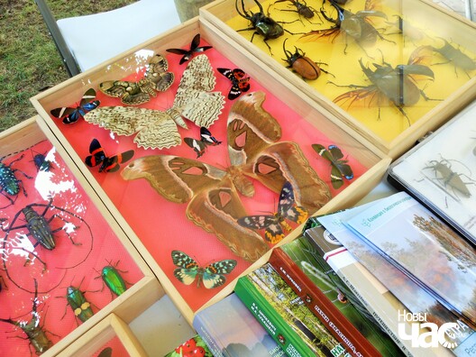 Засушаных матылёў ды іншую жамяру паказаў аддзел энтамалогіі Акадэміі Навук. Засушаных матылёў ды іншую жамяру паказаў аддзел энтамалогіі Акадэміі Навук.