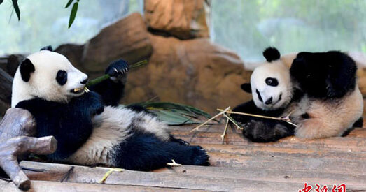 Фотафакт: Дзіцяняты-блізняты вялікай панды з Гуанчжоўскага заапарка «Чанлун»