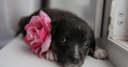 Ніколь напоўніць ваш свет любоўю