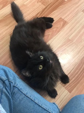 4/4 84457497_1119894465029963_3948363138860056576_n_logo.jpg