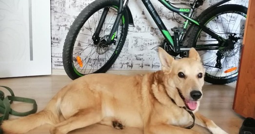 Люсі — 100% хатні сабака. А вось хаты не мае. Знойдзем?