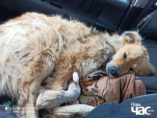 91365372_3907994429240550_3092073395932626944_o__1__logo.jpg 91365372_3907994429240550_3092073395932626944_o__1__logo.jpg