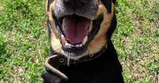 Эмацыйны прыгажунчык Конрад перамог хваробы, каб стаць надзейным сябрам