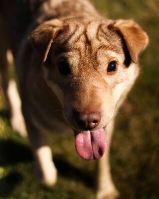 3/3 91912499_3942771659096160_8414211468282560512_o_logo.jpg