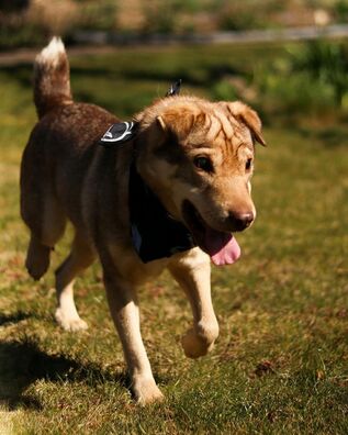 1/3 92230138_3942771735762819_406452314501545984_o_logo.jpg