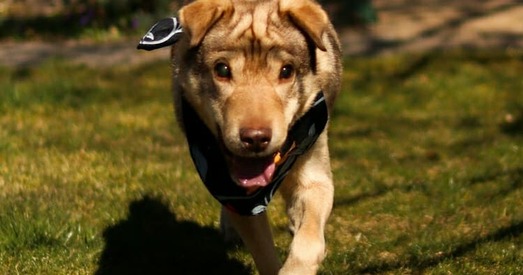 Лакі ніколі вас не ўбачыць, але будзе любіць усім сэрцам