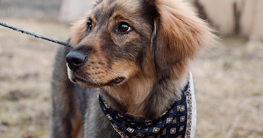 Лёва — любоў і сяброўства ў дадатак