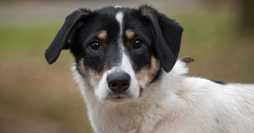 Даўганогая прыгажуня Тая шукае сваю сям'ю!