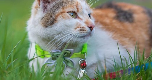 Трохколерная Мышка прынясе шчасце!