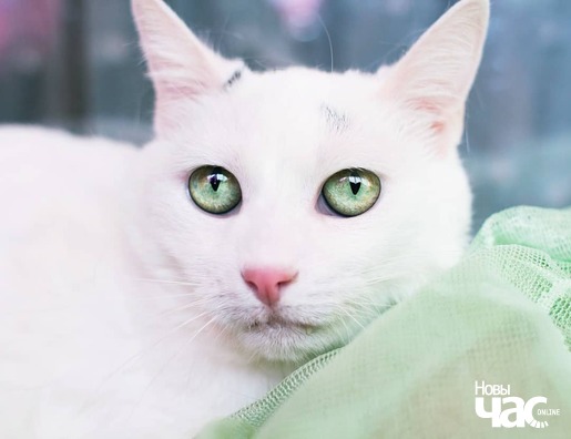 99149703_4145528912153766_4837761895614119936_o_logo.jpg 99149703_4145528912153766_4837761895614119936_o_logo.jpg