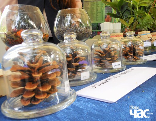 Лес, луг, балота, поле — кампазіцыі з араматычных алеяў, створаныя супрацоўніцамі батанічнага саду. Водары адмыслова нанеслі на шышкі, якія маюць уласцівасць доўга захоўваць пах. Лес, луг, балота, поле — кампазіцыі з араматычных алеяў, створаныя супрацоўніцамі батанічнага саду. Водары адмыслова нанеслі на шышкі, якія маюць уласцівасць доўга захоўваць пах.