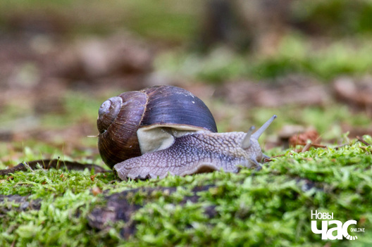 2/3 _belarus_dubrova_slimak__fota_dzmitryeu_dzmitryj_novy_czas_logo.jpg
