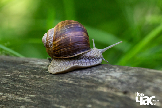 1/3 _belarus_dubrova_slimak_dzmitryeu_dzmitryj_novy_czas__3__logo.jpg