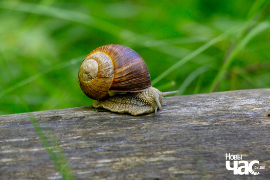 3/3 _belarus_dubrova_slimak_fota_dzmitryeu_dzmitryj_novy_czas__2__logo.jpg