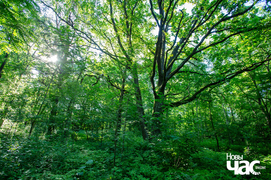 11/13 _belarus_dubrova_zapavednik_pryroda_fota_dzmitryeu_dzmitryj_novy_czas__4__logo.jpg