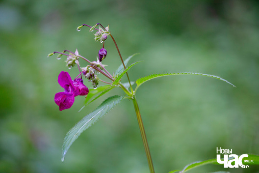 5/13 _belarus_dubrova_zapavednik_pryroda_fota_dzmitryeu_dzmitryj_novy_czas__8__logo.jpg