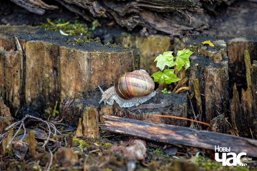 1/7 _belarus_jastrembel_sjadziba_katlubai_pracjah_2024_fota_novy_czas.jpg
