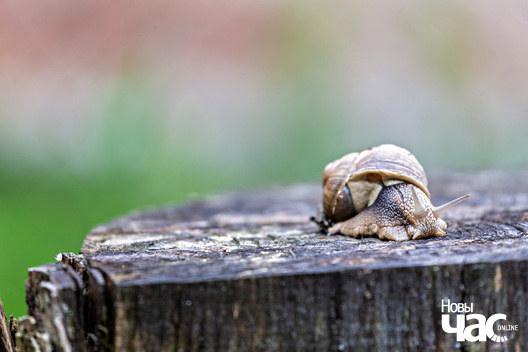 1/5 _belarus_jastrembel_sjadziba_zyvjoly_2025_fota_novy_czas__1_.jpg