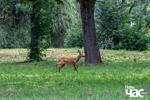 2/5 _belarus_jastrembel_sjadziba_zyvjoly_2025_fota_novy_czas__2_.jpg