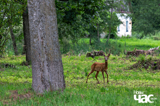 3/5 _belarus_jastrembel_sjadziba_zyvjoly_2025_fota_novy_czas__3_.jpg