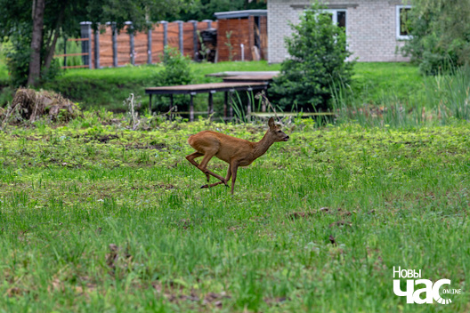4/5 _belarus_jastrembel_sjadziba_zyvjoly_2025_fota_novy_czas__4_.jpg