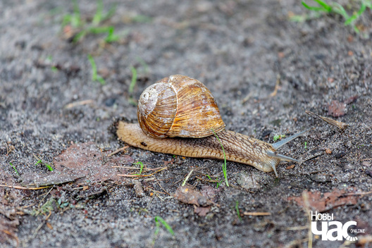 5/5 _belarus_jastrembel_sjadziba_zyvjoly_2025_fota_novy_czas__5_.jpg