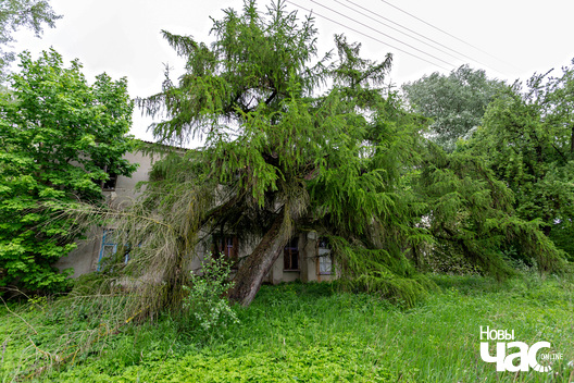 8/8 _belarus_karaneuszczyna_sjadziba_lopaci_pracjah_2024_fota_novy_czas__8_.jpg